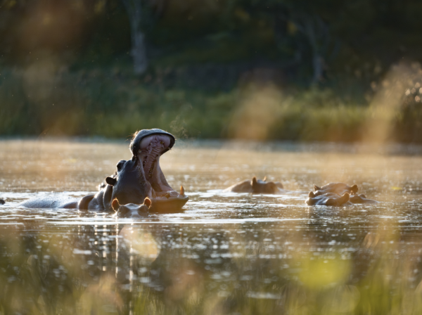 Hippos - Naivasha